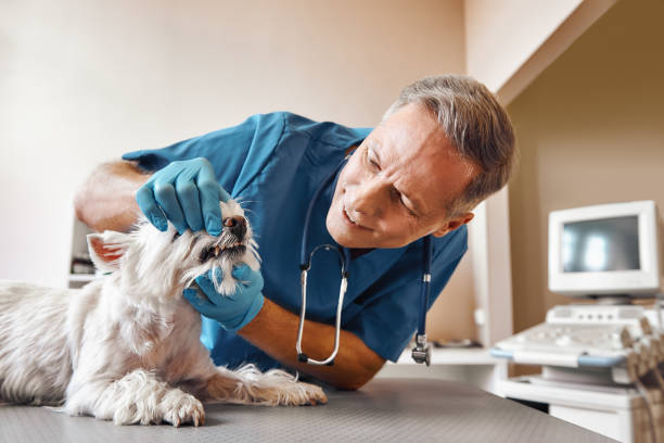 Best Dentist for Tooth Abscess  in Temperance, MI